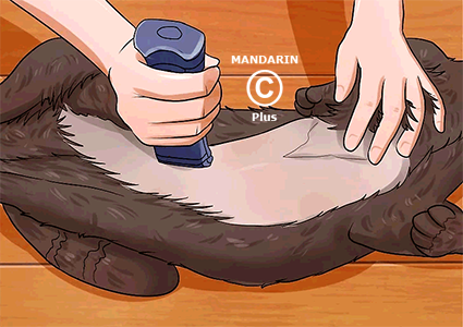 стрижка живота кошки